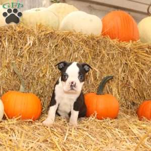 Jordan, Boston Terrier Puppy